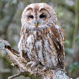 Suffolk Owl Sanctuary